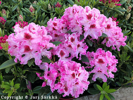 Rhododendron 'Royal Butterfly', alppiruusu